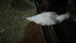 Во сколько месяцев цыплят подсаживать в общее стадо куриц?