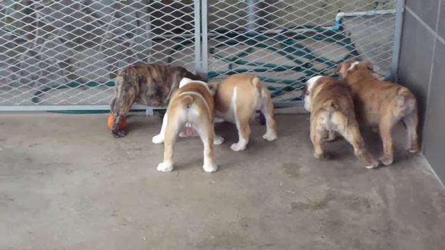 Big Papi Bulldogs- CH Bigpapibull Sundance Kid x Martmorebulls Ginger of Bigpapibull смотреть онлайн