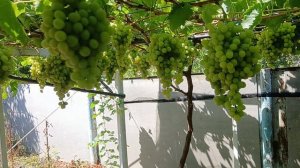 К-ш Рататуй(США) на 09.08.24г.виноградник Король В. Н.г.Краснодар Slava.King2007@mail.ru