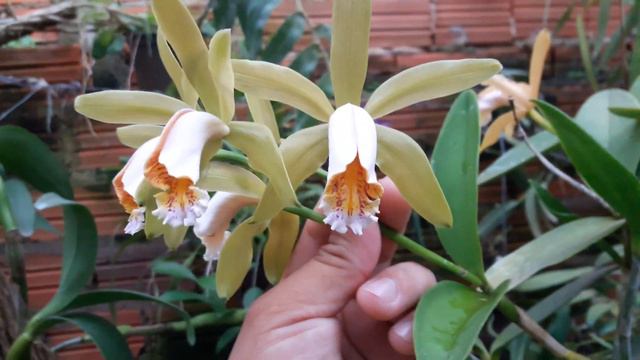 Cattleya forbesii ...super florifera vale a pena ter na coleção... смотреть онлайн