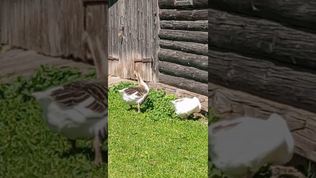 жили у бабуси смотреть онлайн