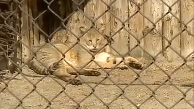 Приёмная мама для малыша. смотреть онлайн