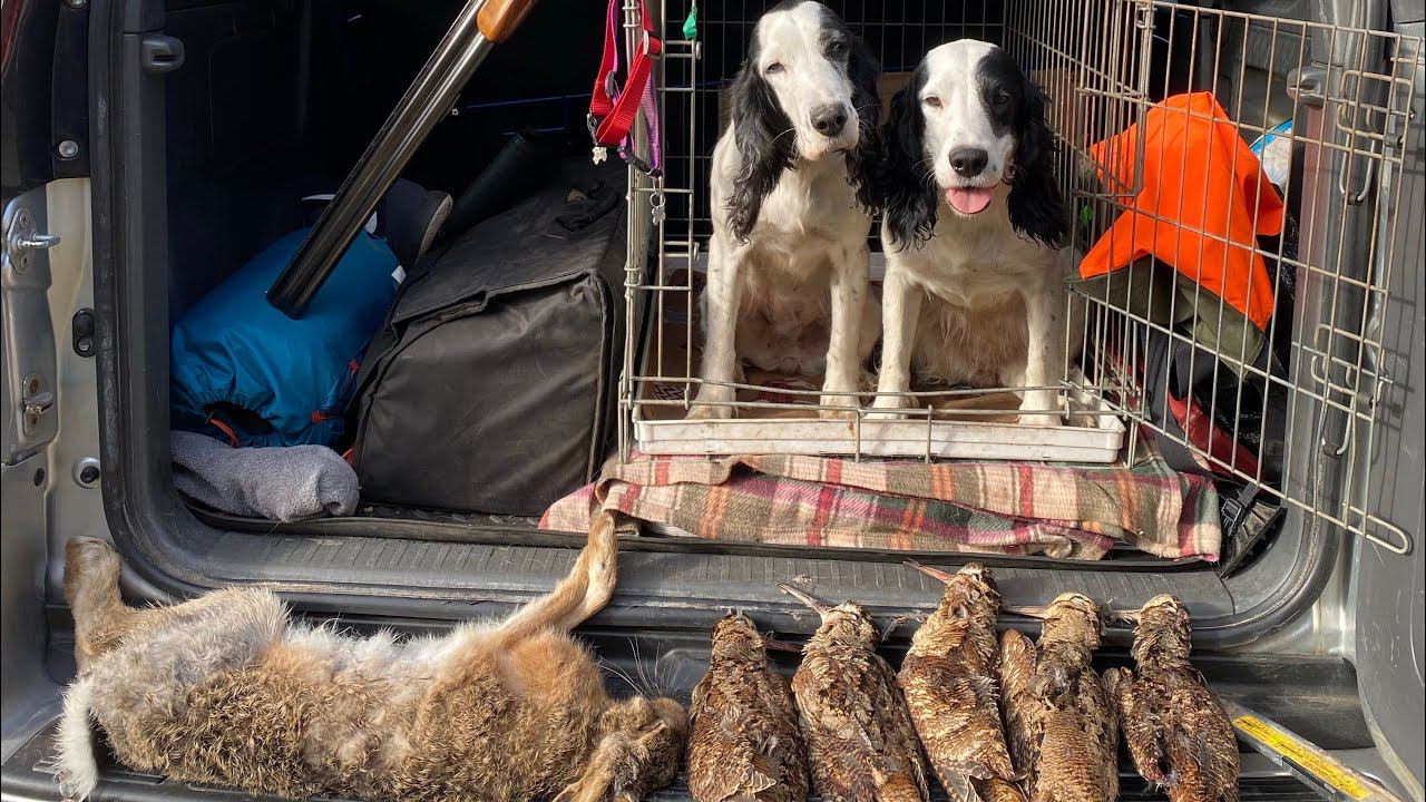 Охота на вальдшнепа осенью с собакой. Русский охотничий спаниель смотреть онлайн