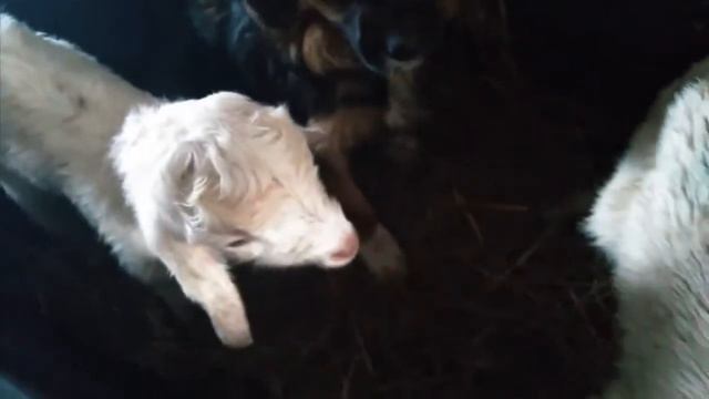 ЦЫПЛЯТА-КОЗЛЯТА-КОРМА - БОНЯ И НОВЫЕ ДЕТИ - ШЬЮ - РАБОТАЮ смотреть онлайн