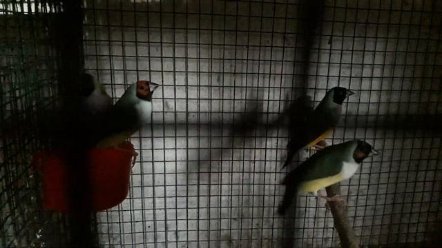 JAVA & FINCH BIRDS INFORMATION WITH MANAS DA (PART-3) смотреть онлайн
