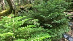 ВОСХОЖДЕНИЕ НА ФУДЗИЯМУ: как это было | ЯПОНИЯ | by ITB