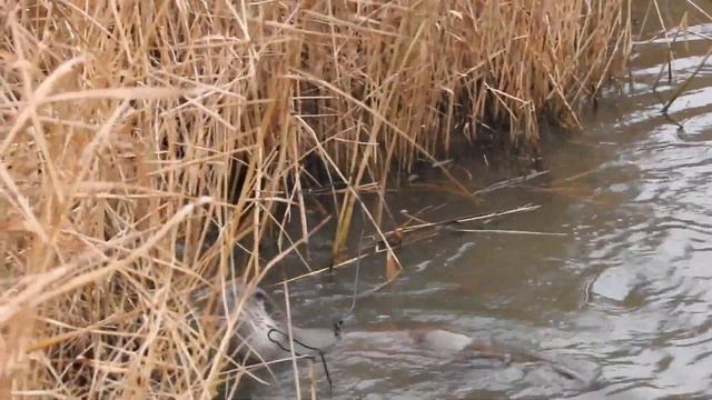 Bedford Otter (2) смотреть онлайн
