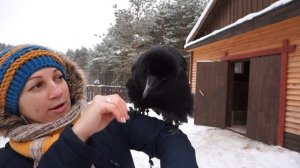 Ручной ворон