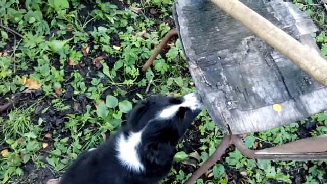 Обжиг чугунного казана смотреть онлайн