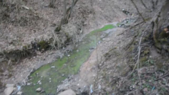 В Смоленске река окрасилась в зелёный цвет