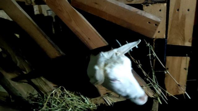 Ураган продолжается.Собрала посылку в армию.Памелка разговаривает только со мной.Козёл его боится смотреть онлайн