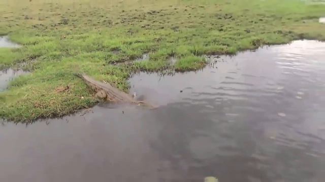 Встреча с крокодилом в Ивановской области смотреть онлайн