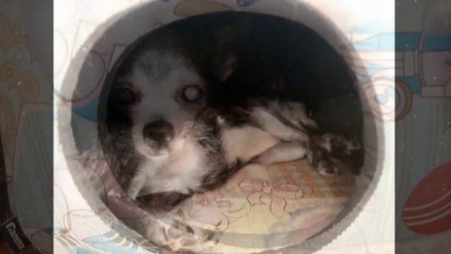 Она ВСЮ ЖИЗНЬ прожила с любящими хозяевами пока не ПОСТАРЕЛА смотреть онлайн