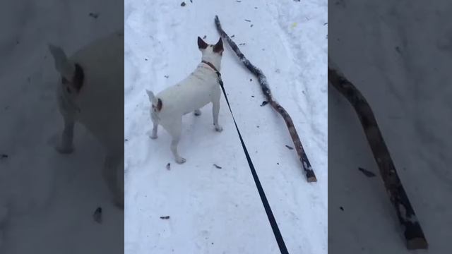 Джек Рассел Бэлла. Зима) смотреть онлайн