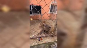 Злая Обезьяна | Angry Monkey