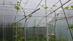 Формировка Винограда на перголе в теплице