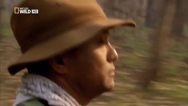 Тигра Охота на людей 👀 тигр людоед страшный охотник🐼 смотреть онлайн