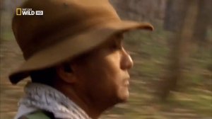 Тигра Охота на людей 👀 тигр людоед страшный охотник🐼