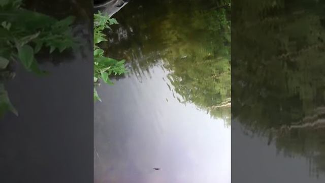 Ловля белого амура на паплавочную снасть,. смотреть онлайн