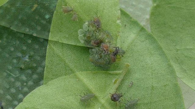 Asian Lady Beetle Life cycle смотреть онлайн