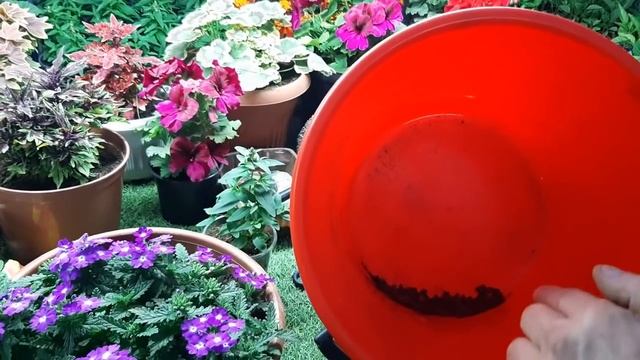 Хотите крепкую рассаду томатов и цветов Подкормите один раз этим удобрением смотреть онлайн