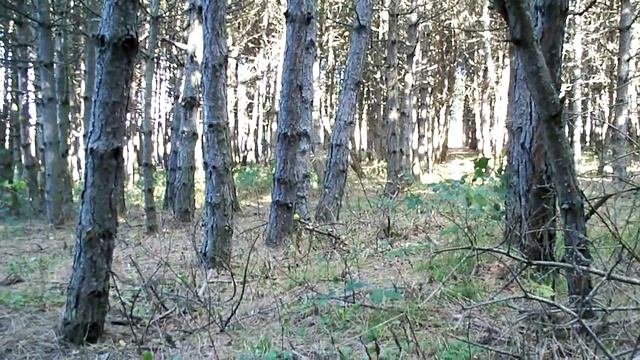 грибы в лесу-трюфель,truffles.MOV смотреть онлайн