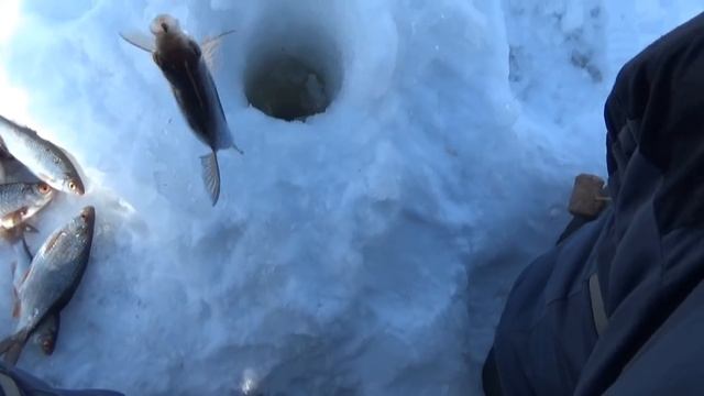 Супер кивку и ветер не помеха. Плотва на безмотылку как из пулемёта смотреть онлайн