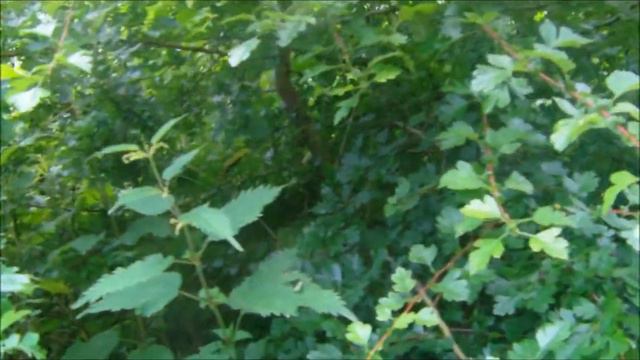 The diary of the wild food forager- Hawthorn leaves - 16 смотреть онлайн