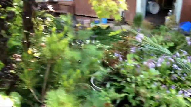 Дождик свой собственный#Пересаживаю Тую# смотреть онлайн