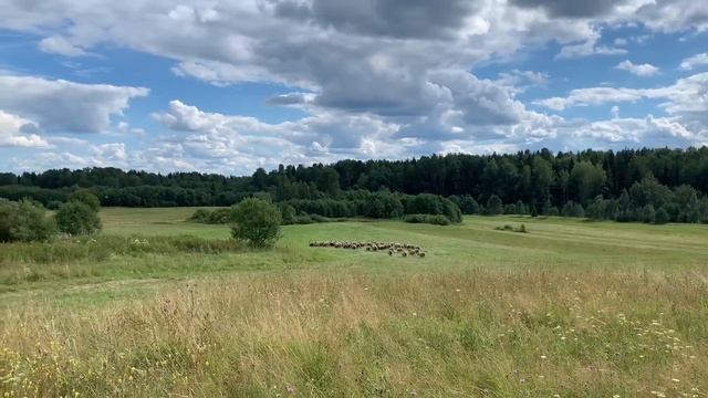 Овцы романовской породы на пастбище д. Юрьевское