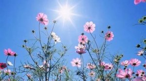 Arirang, Ариранг, 阿里郎, 아리랑, アリラン