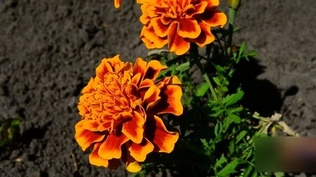 ЧУДО ЦВЕТОК ВОССТАНОВИТ ЗРЕНИЕ. смотреть онлайн