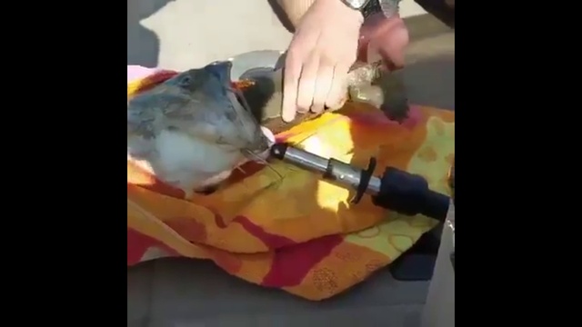 Что здесь происходит?/What's going on here? смотреть онлайн