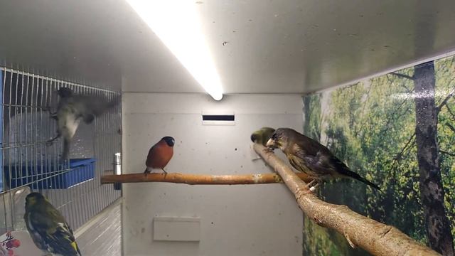 Содержания певчих птиц дома. смотреть онлайн