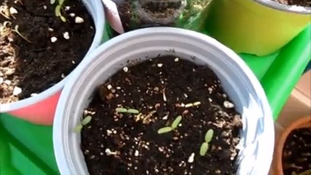 Бархатцы уже взошли. 1 апреля у нас был снег - это ни шутка. смотреть онлайн