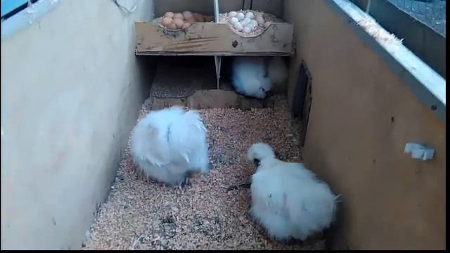 Китайские шелковистые смотреть онлайн