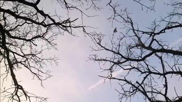 Otter's Tiny Film No 1 - Trees смотреть онлайн