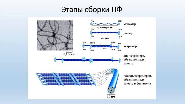 Цитоскелет клетки смотреть онлайн