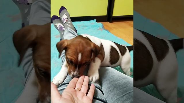 Cutiest and funniest puppies Jack Russell terrier 🔥🐶🔥 смотреть онлайн