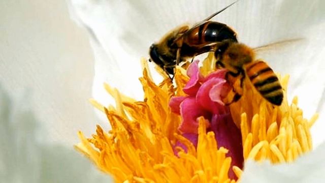 White peony flowers (HD1080p) смотреть онлайн