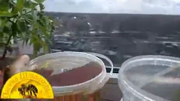 мед с фацелии