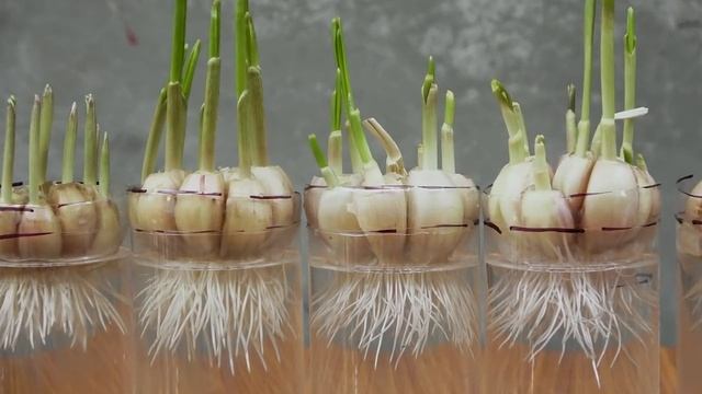 выращивание чеснока в домашних условиях! смотреть онлайн