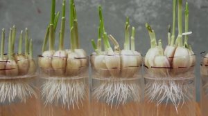 выращивание чеснока в домашних условиях!