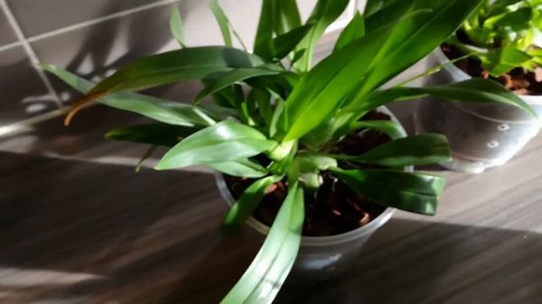 Tiny tiny twinkle update