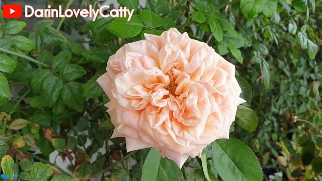 Victoria's Secret Rose ดอกใหญ่ขึ้นมาก