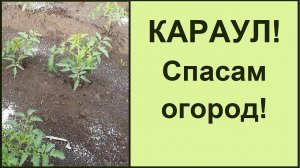 Спасаем сад огород после затяжных дождей ⛈