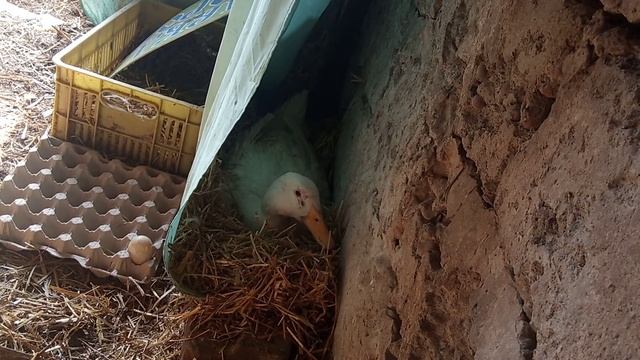 Утка Черри Велли села парить !?(( не цыплят , а утят выведет квочка !? смотреть онлайн