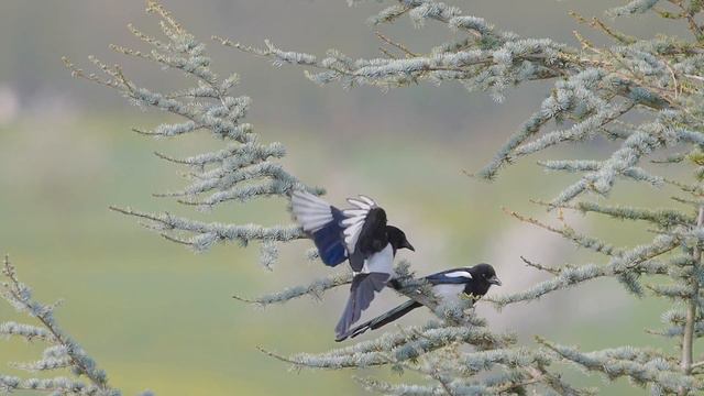 Angry Birds For Cats To Watch | Angry Birds Chirping Sound Effect | Birds of Prey | WildoWorld смотреть онлайн