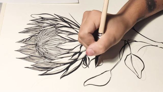 Protea King Timelapse смотреть онлайн