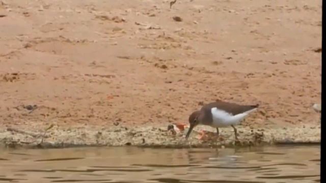 2023/5/15: Кулик-перевозчик на песчанном пляже Лесного пруда в Заречном в полдень 15 мая 2023 года смотреть онлайн